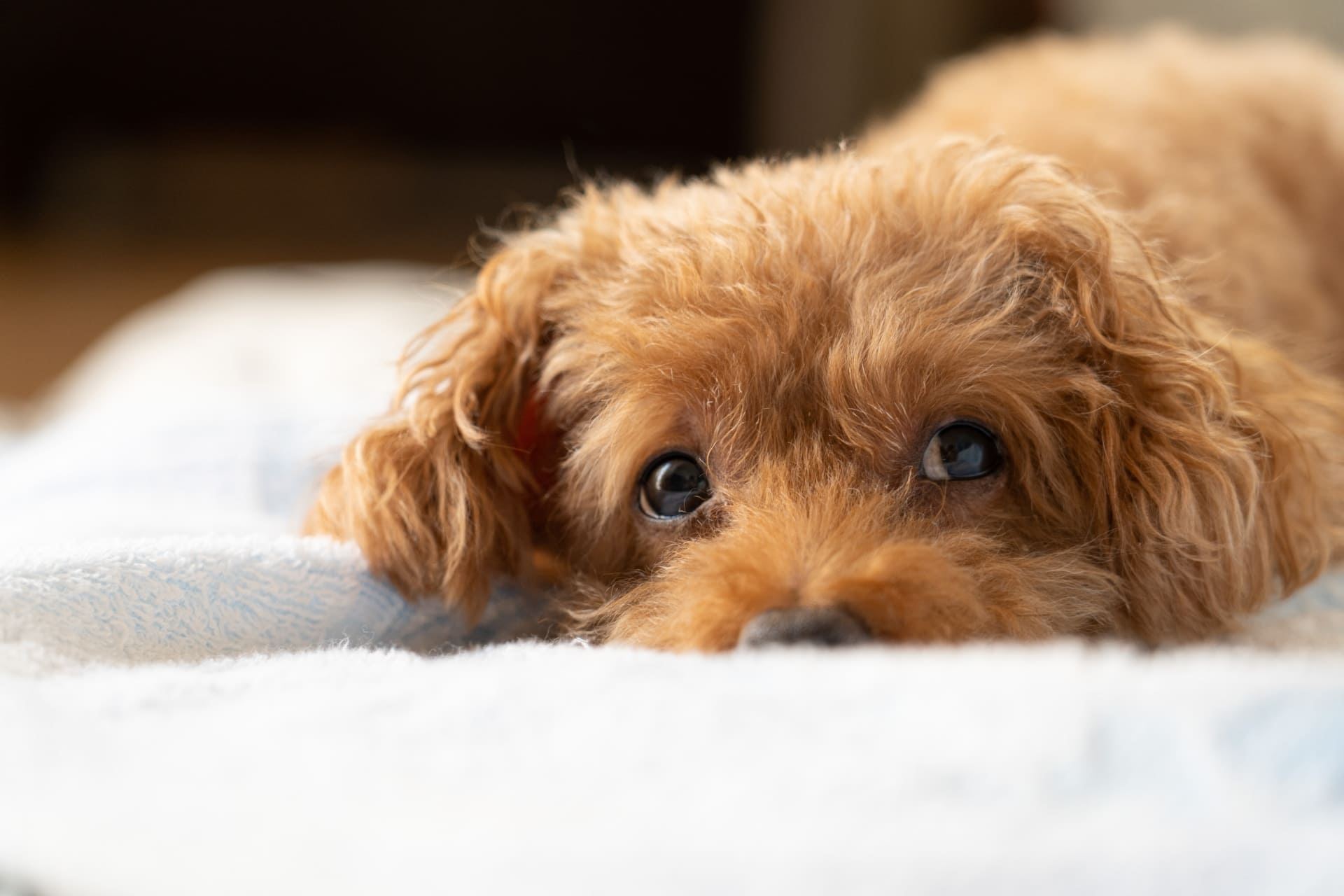 これとどっちがいいかな？ 犬を飼う幸せと大変さを伝える子犬のイメージ