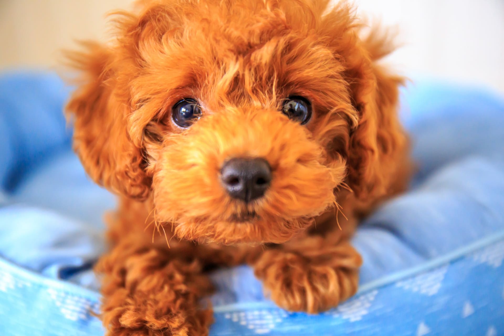 思わず一目ぼれしてしまいそうになるかわいいトイプードルの子犬