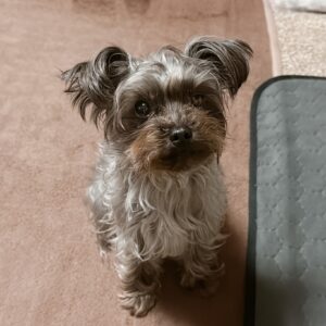 永瀬なみの愛犬「もずく」